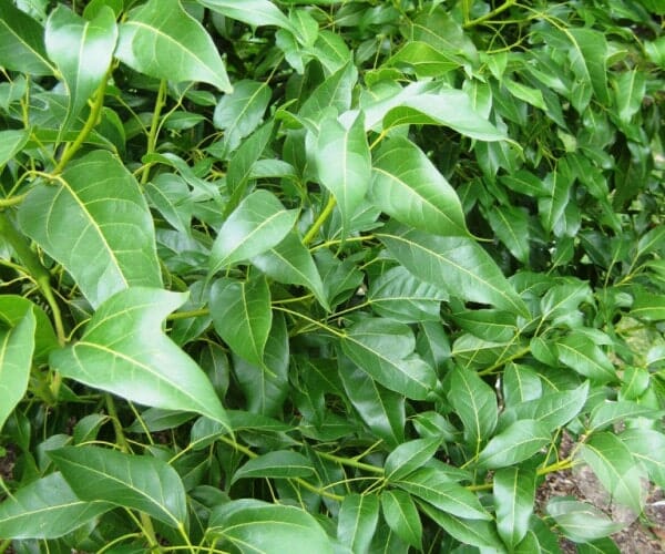 The Brachychiton 'Bella Donna' 8" Pot features a dense cluster of glossy green leaves with pointed tips and visible veins, all supported by slender stems—ideal for adding vibrant foliage indoors.