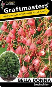 Plant label for Brachychiton 'Bella Donna' 8" Pot, featuring clusters of pink flowers and an inset photo of the full tree. The label highlights that it's a grafted native plant.