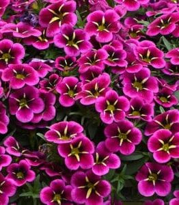 Close-up of vibrant purple Calibrachoa Cabaret® 'Goodnight Kiss' flowers with yellow centers, surrounded by lush green leaves, blooming beautifully in a 6" pot.