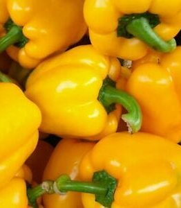 A vibrant display of Capsicum 'Californian Golden' peppers, complete with crisp green stems, is available in a 4" pot.
