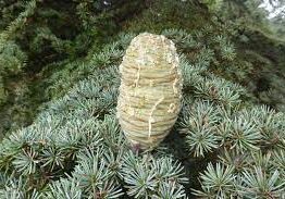 A pine cone rests on the green, needle-like leaves of a tree reminiscent of Cedrus 'Cyprian Cedar'.