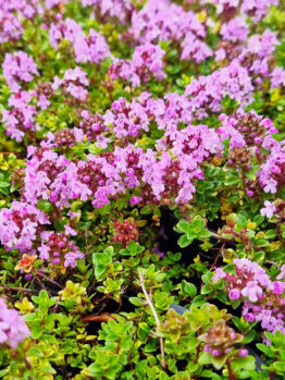 Thymus 'Doone Valley Pink' Thyme in a 6" pot features dense foliage and abundant tiny pink blooms, adding vibrant color to your garden.
