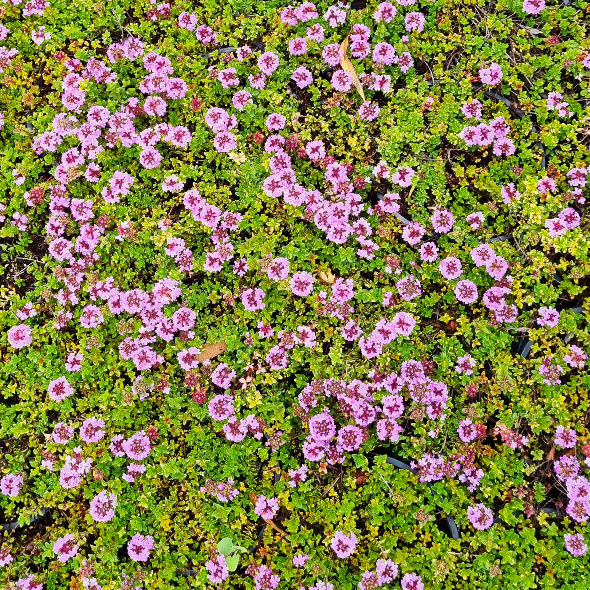 Thymus 'Doone Valley Pink' Thyme - Image 7