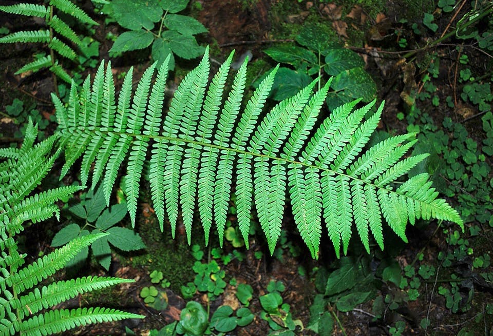 The Dryopteris 'Male Fern' in a 6" pot displays green fronds with multiple leaflets, set against lush foliage—perfect for adding natural beauty to your space.