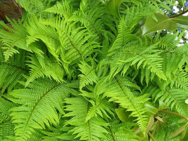 Close-up of vibrant green Dryopteris 'Male Fern' fronds and leaflets overlapping in a 6" pot, highlighting detailed foliage.