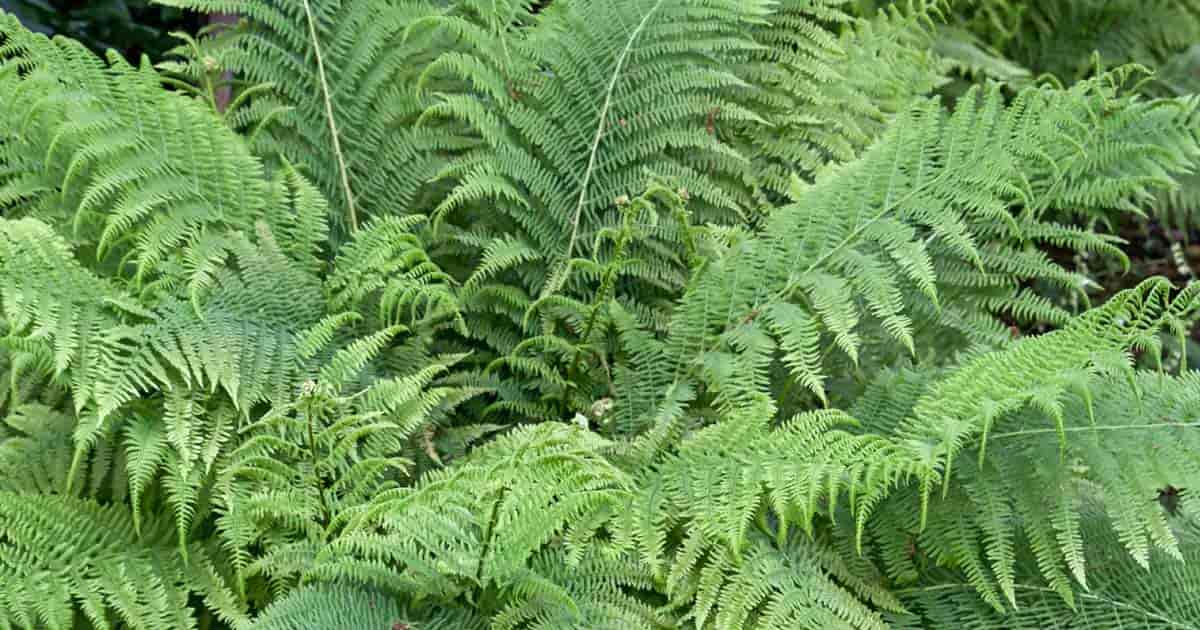 The Dryopteris 'Male Fern' 6" Pot features lush, feathery green fronds that grow densely together, adding vibrant foliage and a natural touch to your space.