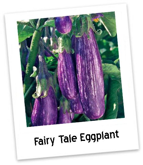 Close-up of Eggplant 'Fairy Tale' growing in a 3'' pot, showing several purple and white striped fruits among lush green leaves.