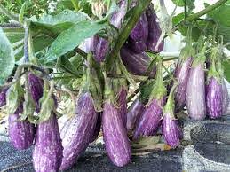 Eggplant 'Fairy Tale' 3'' Pot features elongated purple fruits with pale streaks on a leafy green plant—an ideal addition to your garden.