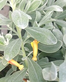 A close-up of the Eremophila 'Blue Horizon™' in a 6" pot reveals its elongated, soft green leaves adorned with small, yellow trumpet-shaped flowers, exuding tranquility.