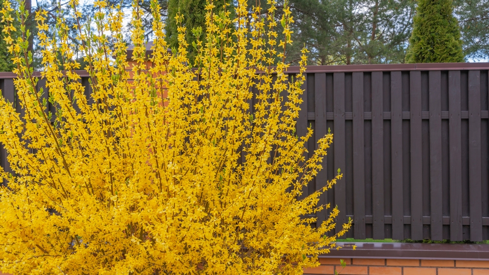 A dense Forsythia 'Lynwood Gold' bushes out with bright yellow flowers in front of a dark brown wooden fence and some evergreens.