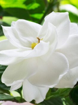 Close-up of a Gardenia 'Ocean Pearl' blossom with layered petals, surrounded by green leaves.