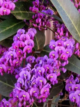 Hardenbergia 'Regent' PBR 6" Pot features vibrant purple and magenta flowers amid dense green foliage.
