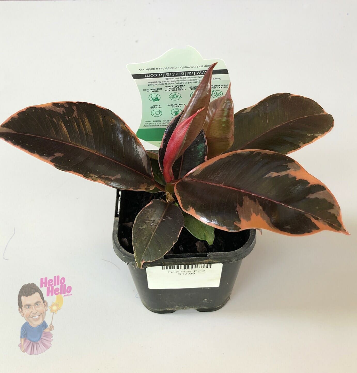 A Ficus 'Ruby' Rubber Fig in a 4" pot, with dark green leaves edged in pink, rests on a white surface. A plant care tag is placed in the pot.