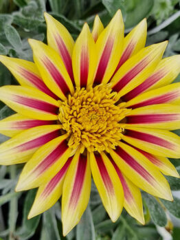 Hello Hello Plants Gazania ‘Dynamo™’ flower closeup