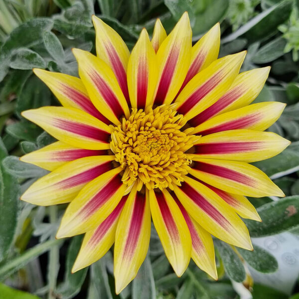 Hello Hello Plants Gazania ‘Dynamo™’ flower closeup