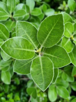 A close-up of five veined green Pittosporum 'Stephen's Island' leaves in a cluster, with additional foliage visible in the background.