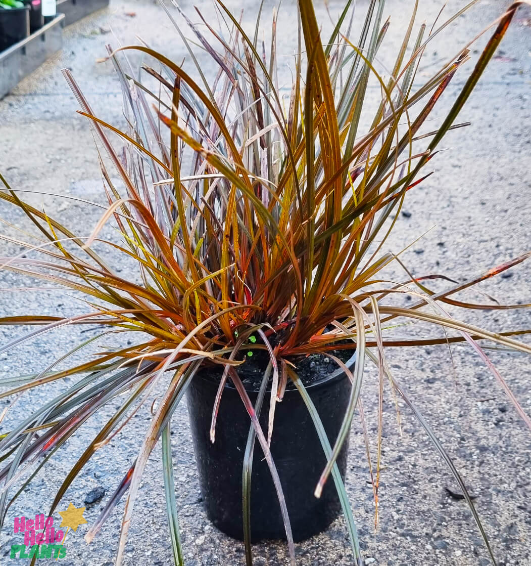 Uncinia 'Belinda's Find' 6" Pot - Image 2