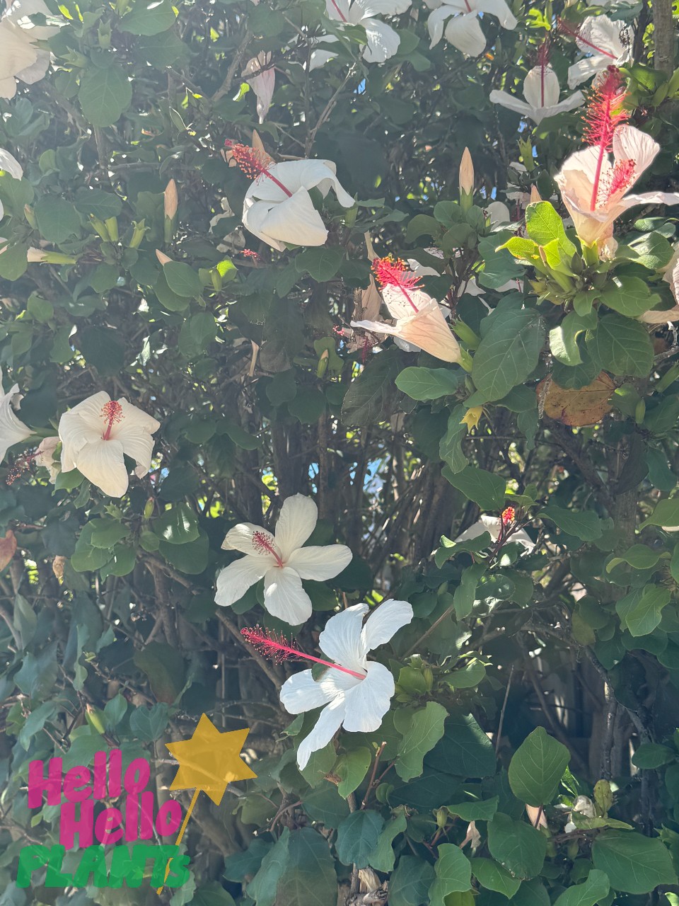 Hibiscus 'Wilders White' showcases lush green foliage with white hibiscus flowers featuring striking red centers. The bottom left corner displays a vibrant "Hello Hello Plants" logo, accentuated by a yellow star.