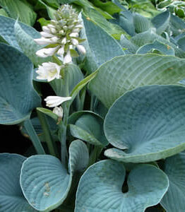 Close-up of a lush Hosta 'Blue Angel' 6" Pot, showcasing large, textured blue-green leaves and small white flower clusters.