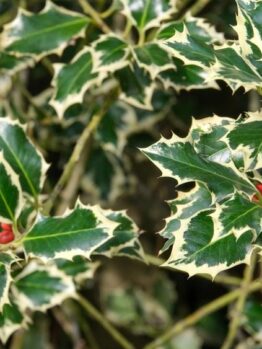 Ilex aquifolium Ferox Argentea Hedgehog Holly 'English Holly' Silver hedgehig holly green and yellow variegated leaves with red berries