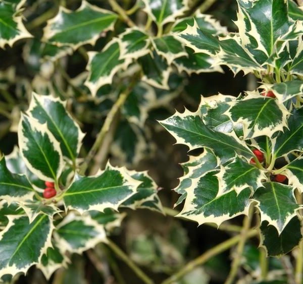 Ilex aquifolium Ferox Argentea Hedgehog Holly 'English Holly' Silver hedgehig holly green and yellow variegated leaves with red berries