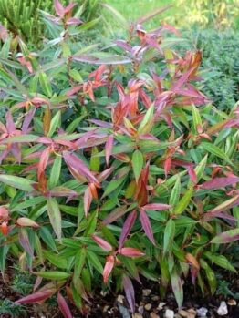 A Leucothoe 'Burning Love™' shrub with slender green and red leaves grows among small rocks, set against a lush backdrop of greenery.