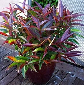 A Leucothoe 'Burning Love™' in an 8" pot, featuring long narrow green and reddish-purple leaves, sits on a wooden surface beside a light-colored wall.