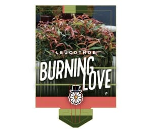 Plant label for Leucothoe 'Burning Love™' 8" Pot, showing the plant’s vivid red foliage with bold white text displayed over the image.