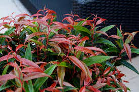 The Leucothoe 'Burning Love™' 8" Pot features long, narrow red and green leaves that create vibrant color contrast beside a dark wall and light-colored tile, adding striking visual appeal to any space.