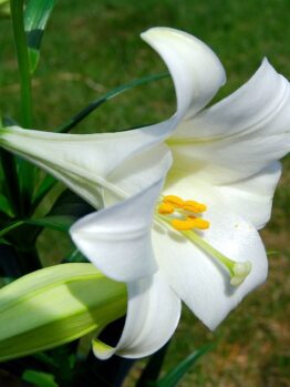 Close-up of a Lilium 'November Lily' 8'' Pot, highlighting its white trumpet form with yellow stamens against a serene blurred green background.