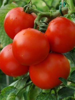 The Tomato 'Patio' features a vibrant cluster of ripe red tomatoes with lush green leaves, perfect for adding a picturesque touch to your patio garden in a 4" pot.