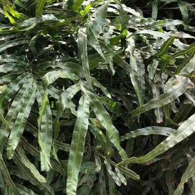 A close-up of lush, green foliage with long, narrow leaves overlapping each other in natural light. The Pteris 'Jungle Brake Fern' 6" pot adds wild elegance to any space while thriving beautifully.