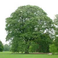 Large Trees (10m+)
