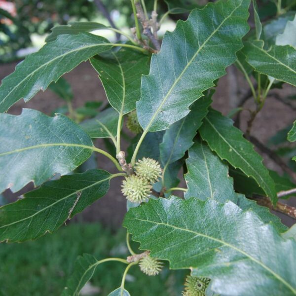Close-up of green serrated leaves and small spiky seed pods on a Quercus 'Chestnut Leaved Oak' in an 8" pot within a garden setting.