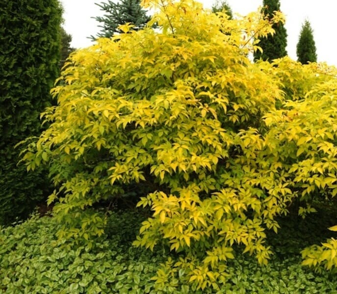 The Sambucus 'Golden Elderberry' features dense, bright yellow-green foliage and is available here in a 10" pot, perfect for adding vibrant color to your garden.