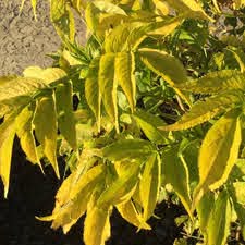 The Sambucus 'Golden Elderberry' in a 10" pot features vibrant green and yellow elongated leaves, with sunlight bringing out its striking foliage and soil visible beneath the graceful plant.