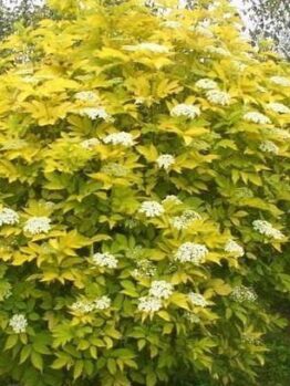 The Sambucus 'Golden Elderberry' 10" Pot is a large, rounded shrub with bright yellow-green leaves and white flower clusters, ideal for adding vibrant color to your outdoor garden.