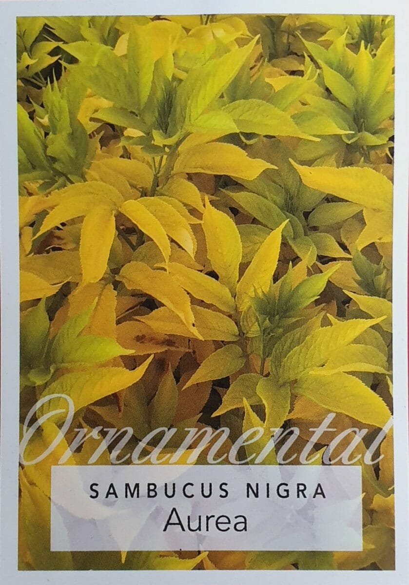 Sambucus 'Golden Elderberry' in a 10" pot featuring vibrant yellow-green ornamental leaves, with the product name displayed at the bottom.