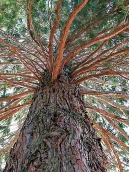 Admiring the Sequoiadendron 'Giant Sequoia Tree' in a 10" pot, its towering stature and textured bark captivate, with branches stretching out covered in lush green leaves beneath a clear sky.