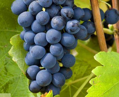 A cluster of dark purple Vitis 'Shiraz' Wine Grape 8" Pot grapes hangs from a vine, framed by lush green leaves in the background.