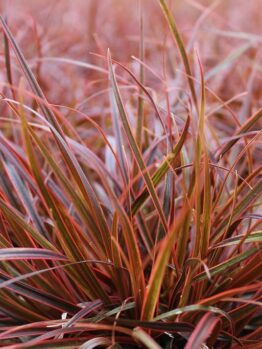 A close-up highlights the vibrant red and green narrow, pointed leaves of Uncinia 'Belinda's Find', thriving in a 6" pot with its unique blend of colors and textures.