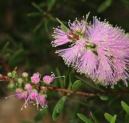 A close-up of vibrant pink bottlebrush flowers with green leaves, showcasing the Callistemon 'Sweet Burst™' thriving in a 6" pot.