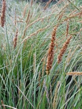 Tall, thin grasses with brown seed heads sway gently, resembling Carex appressa 'Tall Sedge.'.