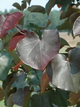 A beautiful Cercis 'Merlot' Eastern Redbud 13" Pot features large, heart-shaped leaves in striking red and green hues, set against a subtly blurred outdoor background.
