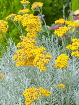 The Helichrysum 'Curry Plant' in a 6" pot showcases yellow blooms atop silvery foliage, with other colorful plants enhancing the vibrant garden setting.