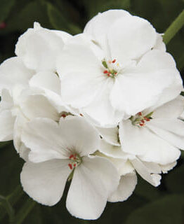 Geranium 'Rocky Mountain™' White in a 6" pot showcases stunning white blooms against light green foliage, evoking enchanting charm.