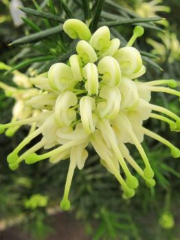 Close-up of a Grevillea 'White Knight' flower with pale yellow, spidery petals and green tips, set against lush green foliage.