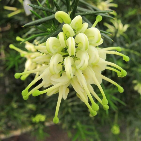 Close-up of a Grevillea 'White Knight' flower with pale yellow, spidery petals and green tips, set against lush green foliage.