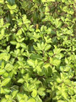 The Pittosporum 'Gold Star' in a 6" pot features dense clusters of small, glossy light green leaves with bright edges, thriving outdoors and perfect for adding fresh color near walls or in outdoor spaces.