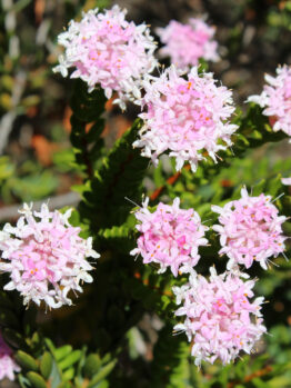 Close-up of several small, pale pink flower clusters on Eutaxia 'Bacon and Egg Plant' in a 6" pot, with green stems and leaves in the background.